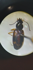 Bembidion corgenoma