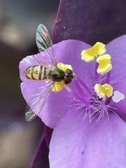 Toxomerus marginatus