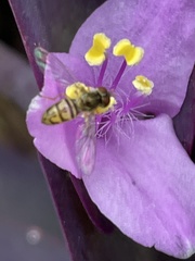 Toxomerus marginatus