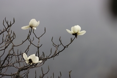 Magnolia campbellii
