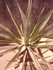 Agave obscura