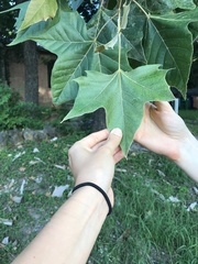 Platanus mexicana