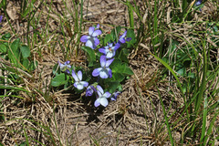 Viola adunca bellidifolia