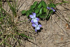 Viola adunca bellidifolia