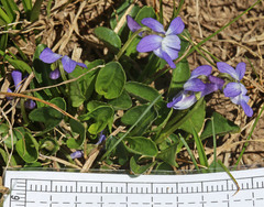 Viola adunca bellidifolia