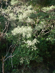 Sophora fulvida