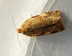 Archips argyrospila