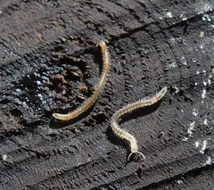 Blaniulini