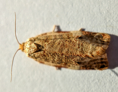 Archips argyrospila