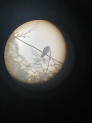 Corvus corax principalis