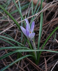Crocus nevadensis