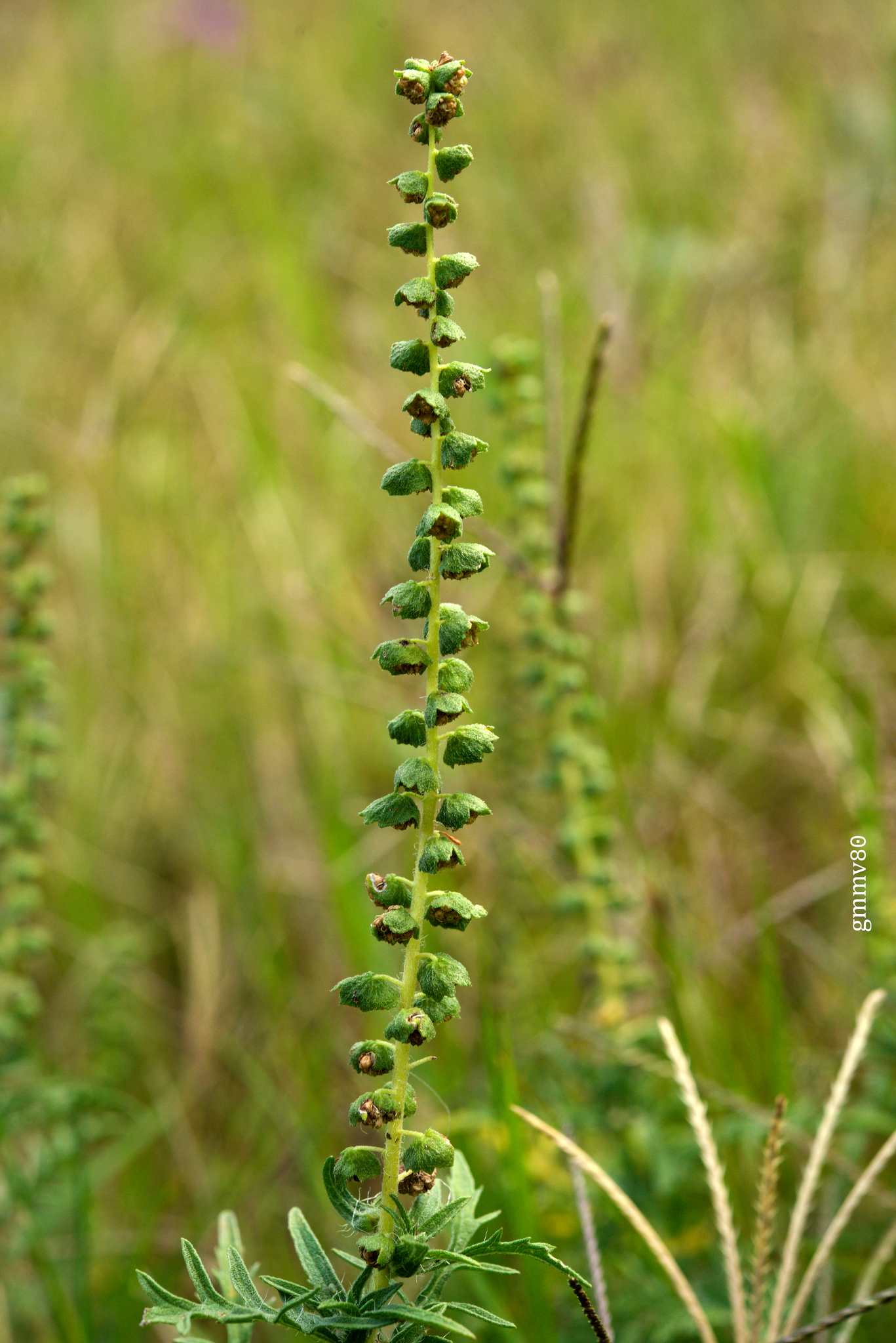 Ambrosia tenuifolia
