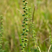 Lacy Ragweed - Photo (c) Guillermo Menéndez, some rights reserved (CC BY-NC), uploaded by Guillermo Menéndez