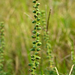 Absinto-Selvagem - Photo (c) Guillermo Menéndez, alguns direitos reservados (CC BY-NC), uploaded by Guillermo Menéndez