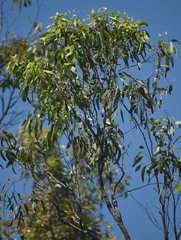 Eucalyptus granitica