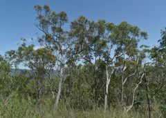 Eucalyptus granitica