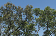 Eucalyptus granitica
