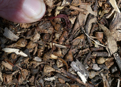 Eucalyptus granitica