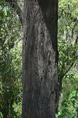 Eucalyptus granitica