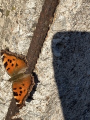 Nymphalis