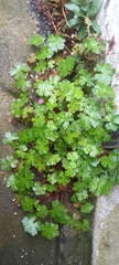 Geranium lucidum