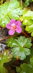 Geranium lucidum