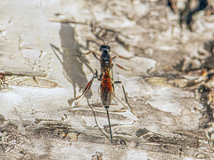 Xorides sepulchralis