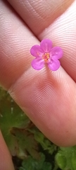 Geranium lucidum