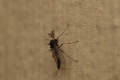 Chironomidae