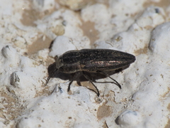 Sphenoptera gemmata