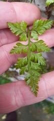 Asplenium adiantum-nigrum