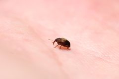 Lignyodes enucleator