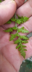 Asplenium adiantum-nigrum