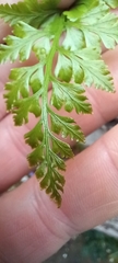 Asplenium adiantum-nigrum