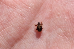Lignyodes enucleator