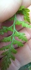Asplenium adiantum-nigrum