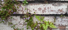 Asplenium adiantum-nigrum