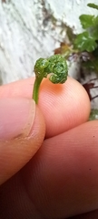 Asplenium adiantum-nigrum
