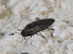 Sphenoptera gemmata