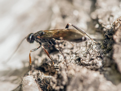 Xorides sepulchralis