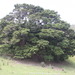 Podocarpus totara - Photo (c) Petra Gloyn,  זכויות יוצרים חלקיות (CC BY-NC-ND)