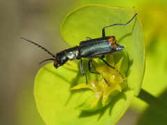Clanoptilus abdominalis
