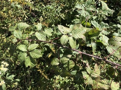 Rubus pugnax