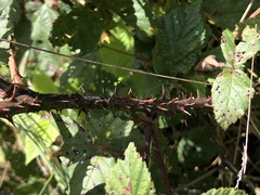 Rubus pugnax