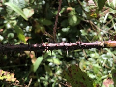 Rubus pugnax