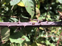 Rubus pugnax
