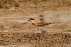 Charadrius leschenaultii