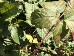 Rubus pugnax