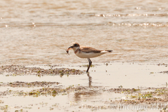 Charadrius leschenaultii