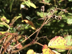 Rubus pugnax